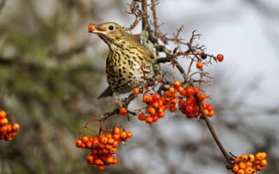 Plantez pour les oiseaux