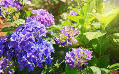 Les hortensias