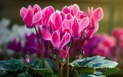 Le mini cyclamen