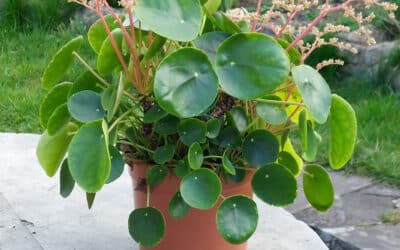 Le pilea