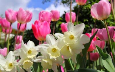 Les bulbes à floraison printanière